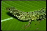 : Anolis aequatorialis; Anole