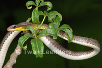 : Dendrophidion percarinatum