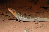 : Gerrhosaurus flavigularis; Yellow-throated Plated Lizard