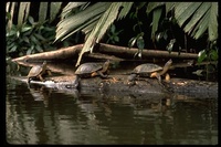 : Rhinoclemmys funerea; Black River Turtle