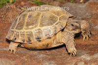 : Testudo horsfieldi