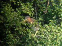 Green Heron - young