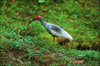 Crested Ibis (Courtesy WWF)