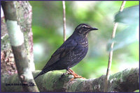 Siberian Thrush » Zoothera sibirica