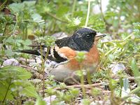 되새 Fringilla montifringilla | brambling