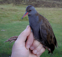 Water Rail Photograph by Mark Breaks