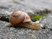Havesnegl (Cepaea hortensis) Foto/billede af
