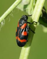 Cercopis sanguinolenta