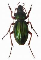 Carabus auratus