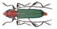 Nyphasia pascoei