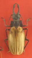 Macrodontia dejeani
