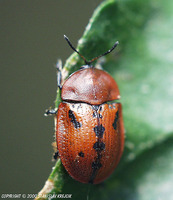 Cassida murraea murraea