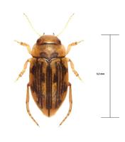 Nebrioporus depressus