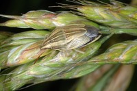 Aelia acuminata