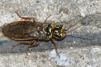 Cephalcia arvensis - Webspinning Sawfly