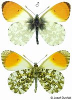 Anthocharis cardamines - Orange Tip