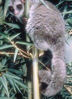Greater dwarf lemur (Cheirogaleus major)