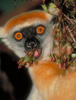 Golden-crowned sifaka (Propithecus tattersalli)