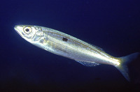 Spicara smaris, Picarel: fisheries, gamefish