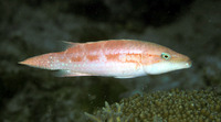 Oxycheilinus orientalis, Oriental maori wrasse: fisheries, aquarium