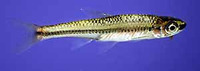 Notropis melanostomus, Blackmouth shiner: