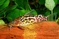 Synodontis schoutedeni, :