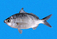 Eucinostomus entomelas, Dark-spot mojarra: fisheries, bait