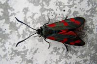 Zygaena filipendulae - Six-spot Blue