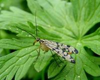 Panorpa communis - Scorpion Fly