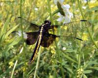 Libellula luctuosa - Widow Skimmer