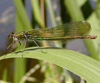 Calopteryx splendens - Banded Demoiselle