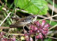 Stenobothrus crassipes
