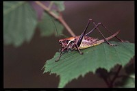 Pholidoptera aptera aptera