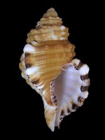 Cymatium parthenopeum