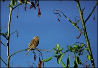 Serinus canaria - Island Canary