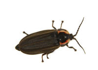 Image of: Lampyridae (fireflies and lightningbugs)