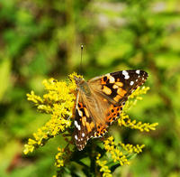 Image of: Vanessa cardui (painted lady butterfly)