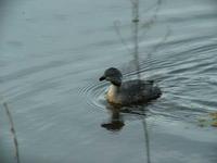 Tachybaptus novaehollandiae - Australasian Grebe