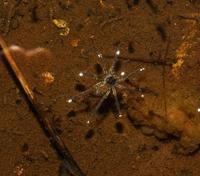 Image of: Dolomedes