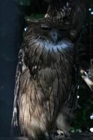 Ketupa zeylonensis - Brown Fish Owl