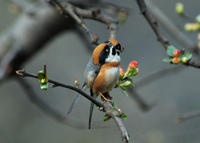 Image of: Aegithalos concinnus (black-throated tit)