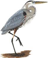 Image of: Ardea herodias (great blue heron)