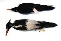 Image of: Campephilus principalis (ivory-billed woodpecker)