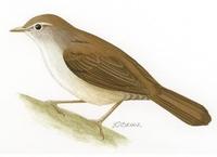 Image of: Cettia cetti (Cetti's warbler)