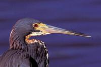 Image of: Egretta tricolor (tricolored heron;Louisiana heron)