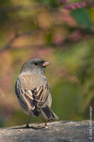 Image of: Junco hyemalis (dark-eyed junco)