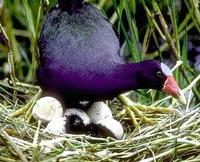 Image of: Porphyrio martinica (purple gallinule)