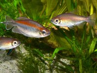 Phenacogrammus interruptus - Congo Tetra