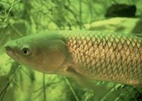 Ctenopharyngodon idella - grass carp