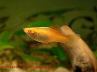 Xiphophorus hellerii - Green Swordtail